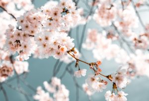 Arbre fruitier avec de nombreuses fleur car il a ét taillé convenablement