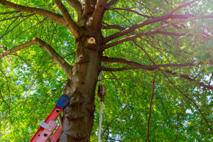 Image d'un arbre qui a un problème de structure et qui doit être élagué