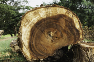 arbre malade abattu